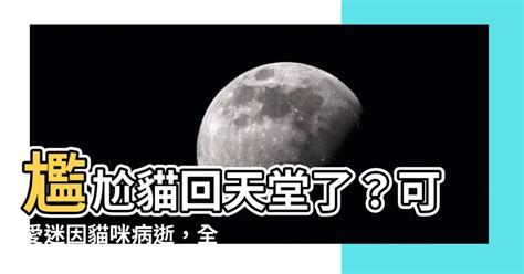 葡京娛樂場 相片 尷尬貓過世